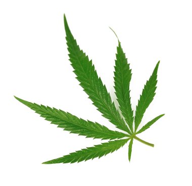 Marijuana leaf clipart