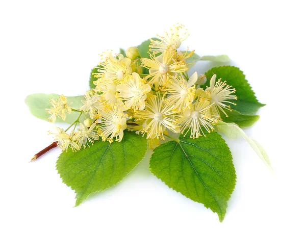 Branch of linden flowers — Stock Photo, Image