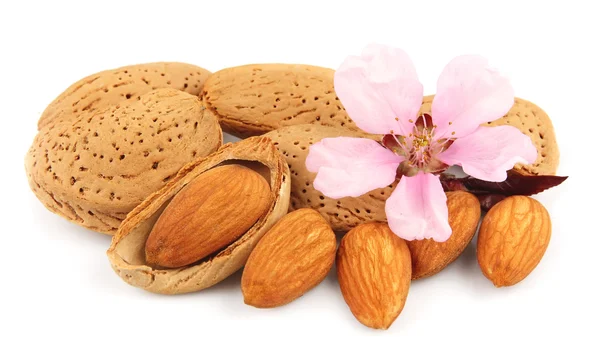 Blossoming almonds — Stock Photo, Image