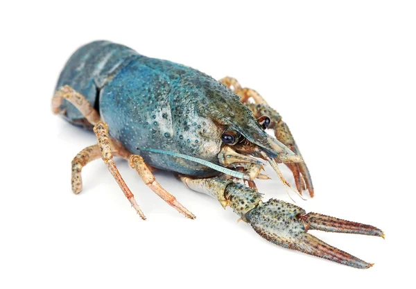 Sea crayfish — Stock Photo, Image