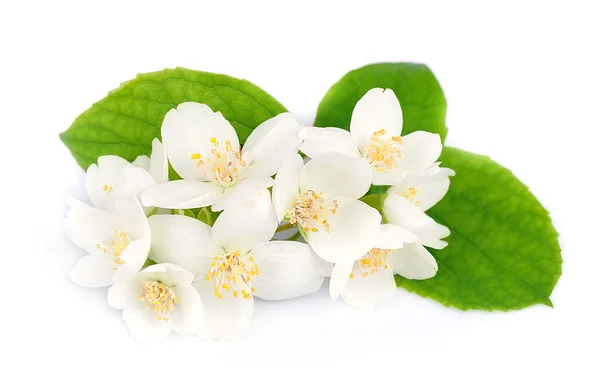 Flores blancas de jazmín — Foto de Stock