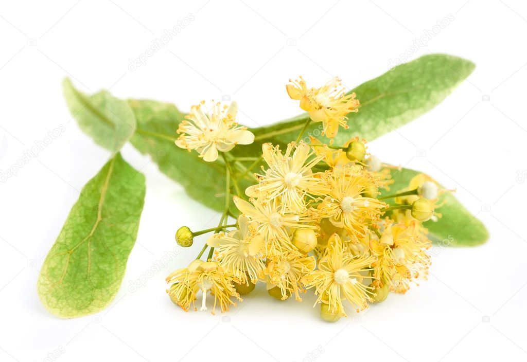 Linden flowers isolated