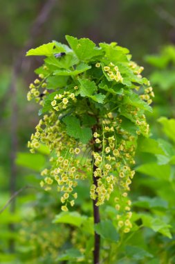 Currant branch in spring clipart