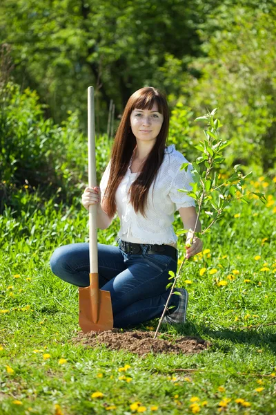 Kvinnlig trädgårdsmästare plantera träd — Stockfoto