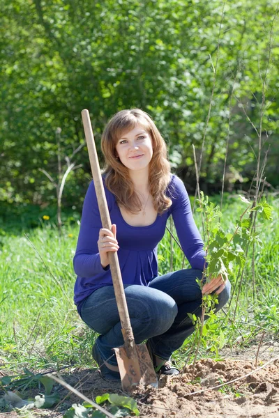 Kvinna plantera hallon — Stockfoto