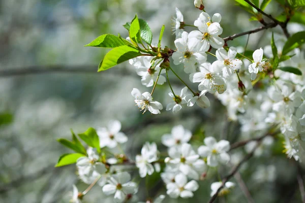 Tree branch in bloom — Stock Photo, Image