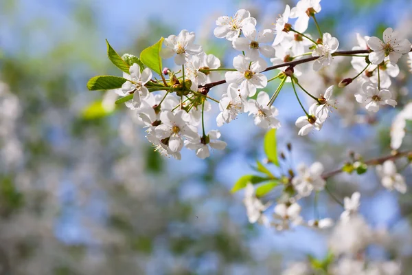 Cherry tree branch against blur background — Stock Photo, Image