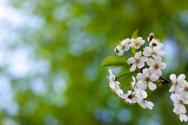 stock image Cherry tree branch with copyspace