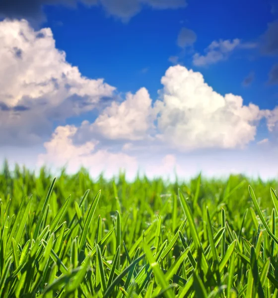 Trawa zielony łąka — Zdjęcie stockowe
