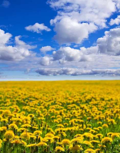 Dandelions on green meadow — Stock Photo, Image