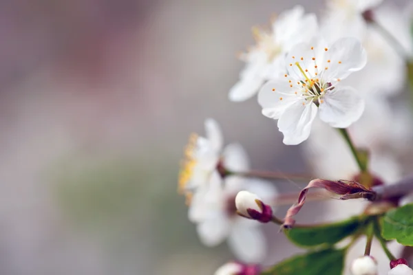 Blüht Ast im Frühling vor verschwommenem Hintergrund — Stockfoto