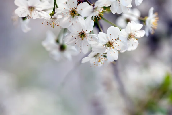 Cherry tree branch with copyspace — Stock Photo, Image