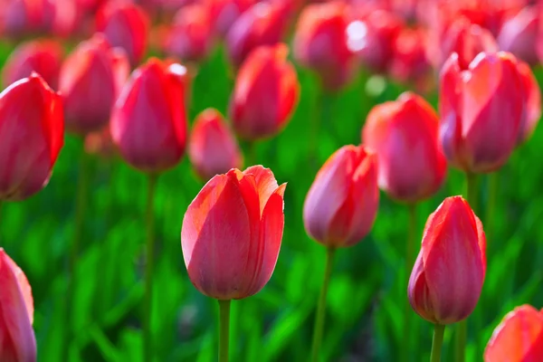 Red tulips in spring — Stock Photo, Image