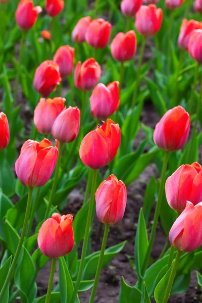 Campo rojo tulipanes — Foto de Stock
