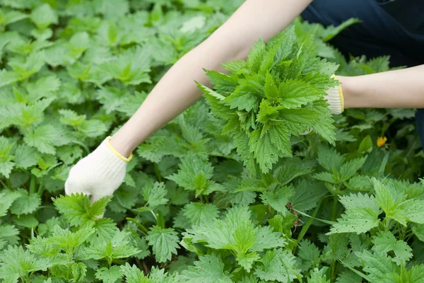 stock image Closeup of woman gathers nettle