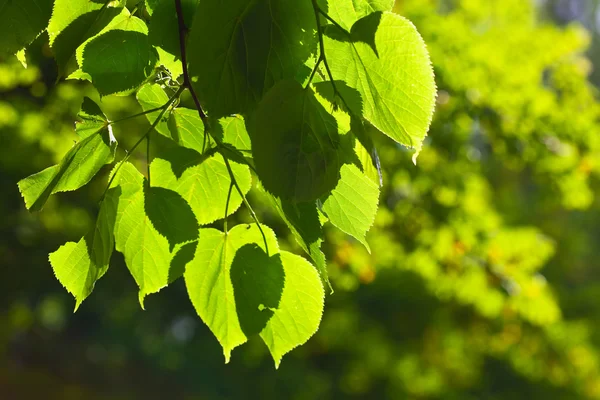 Close up of green linden leaves — Stock Photo, Image