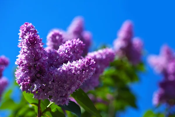 Fioletowy fioletowy gałąź przeciw błękitne niebo — Zdjęcie stockowe