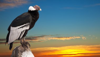 Andean condor against sunset sky background clipart