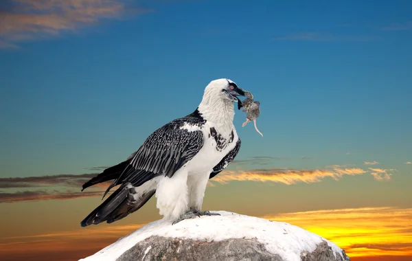 그리 폰 독수리 하늘 배경 — 스톡 사진