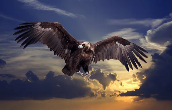 Vliegende black vulture — Stockfoto