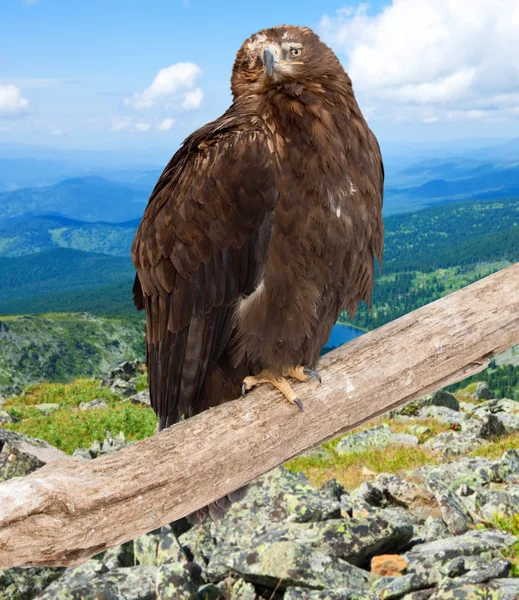 Eagle against wildness background — Stock Photo, Image