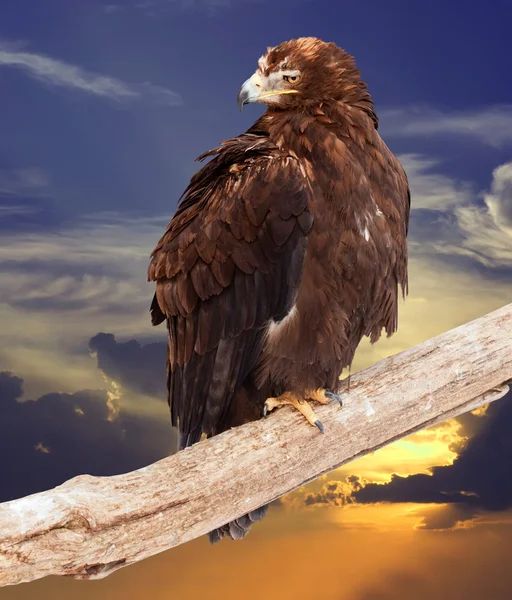 Águila contra el cielo del atardecer — Foto de Stock