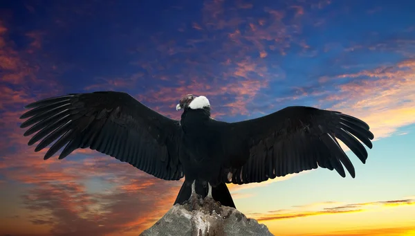 安第斯神鹰反对落日的天空 — 图库照片