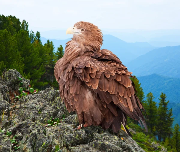 Eagle on rock — Stock Photo, Image