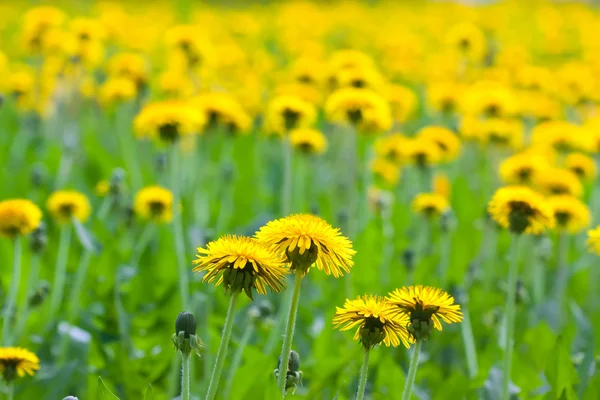 Dandelion flowers at field — Stock Photo, Image