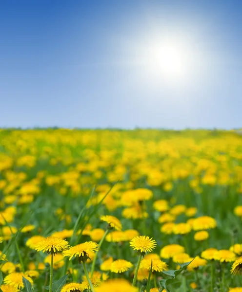 Summer landscape with dandelions — Stock Photo, Image