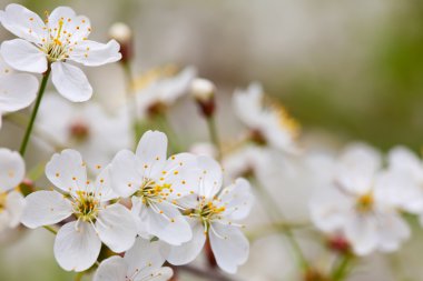 Blooms tree branch in blur background clipart