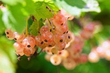 Branch of white currant clipart