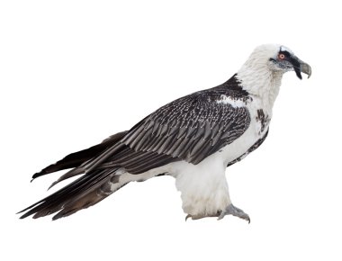 Bearded vulture. Isolated over white clipart