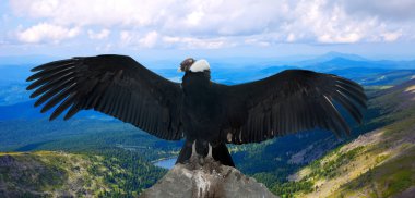 Andean condor in wildness clipart