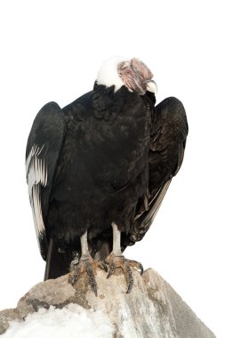 Andean condor. Isolated over white clipart