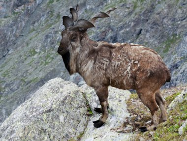 Markhor in wildness area clipart