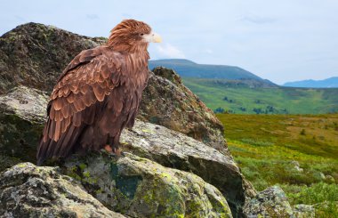 Eagle on rock clipart