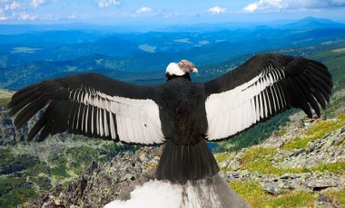 Andean condor in wildness area clipart