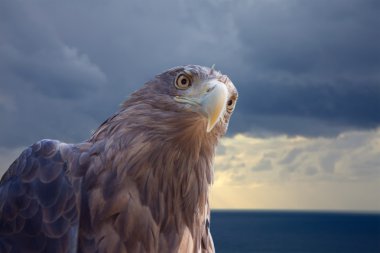 White-tailed eagle against sea clipart