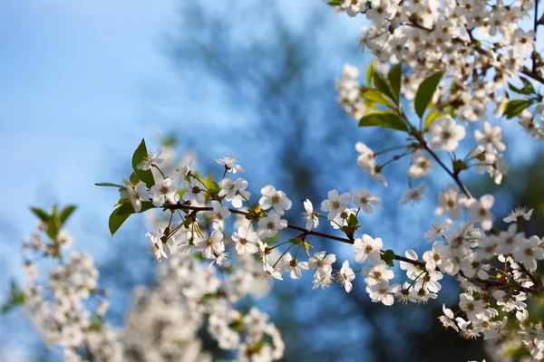 Ramo de árvore de cereja na primavera — Fotografia de Stock