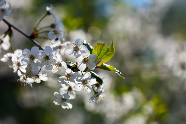 Kersenboom tak met bloemen — Stockfoto