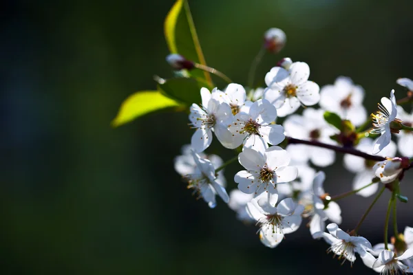 Cherry tree branch with copyspace — Stock Photo, Image