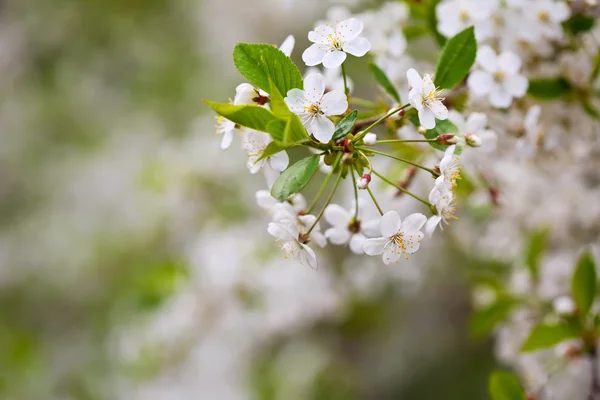 Ağaç dalı çiçek — Stok fotoğraf