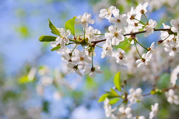 Branche de cerisier au printemps — Photo