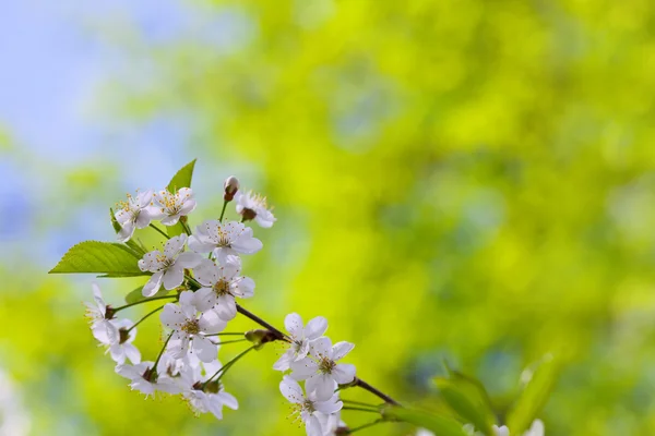 Blooms tree branch with copyspace — Stock Photo, Image
