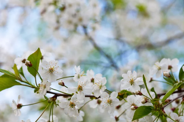 Cherry tree branch with flowers — Stock Photo, Image