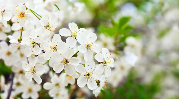 Gałąź wiśniowa z kwiatami — Zdjęcie stockowe