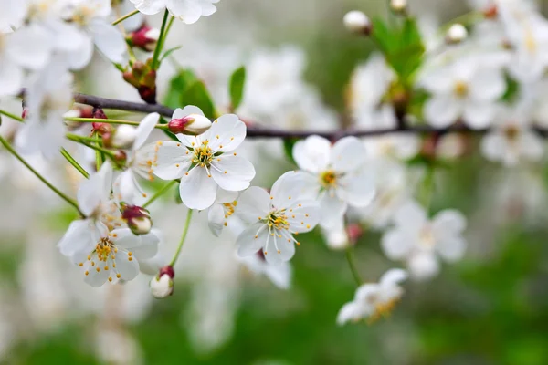 Rama de cerezo en primavera —  Fotos de Stock