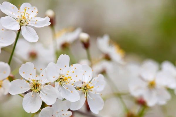 Blooms tree branch in blur background — Stock Photo, Image