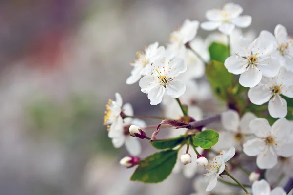 Kirschbaumzweig im Frühjahr — Stockfoto